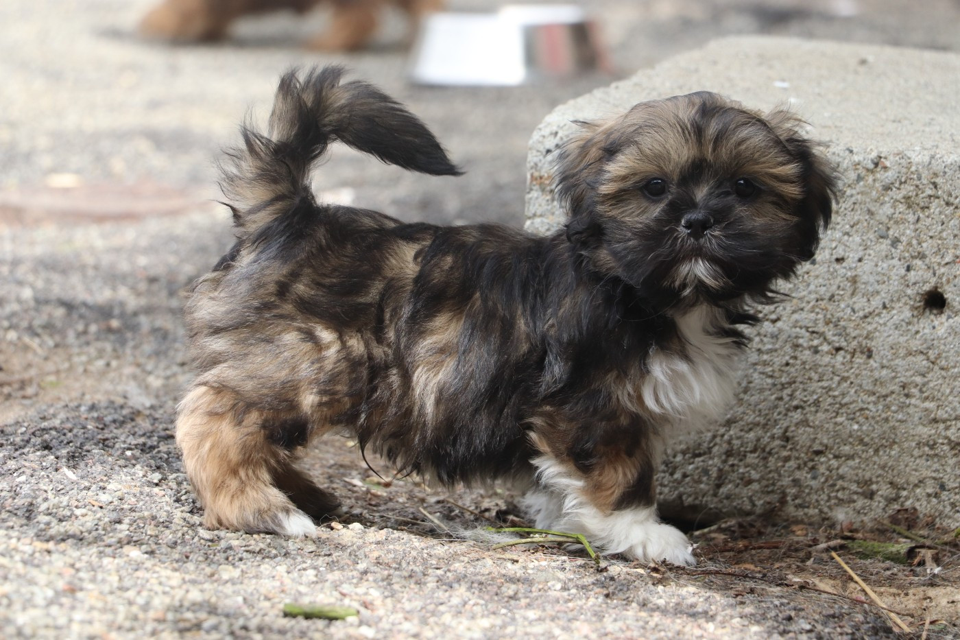 Der Lenn - Chiots disponibles - Lhassa Apso