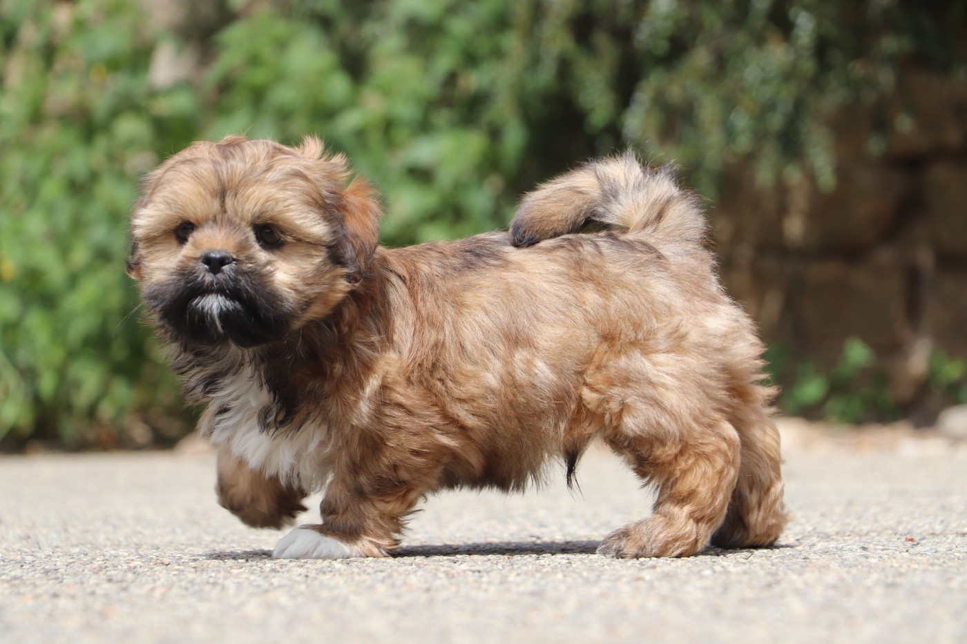 Der Lenn - Chiots disponibles - Lhassa Apso