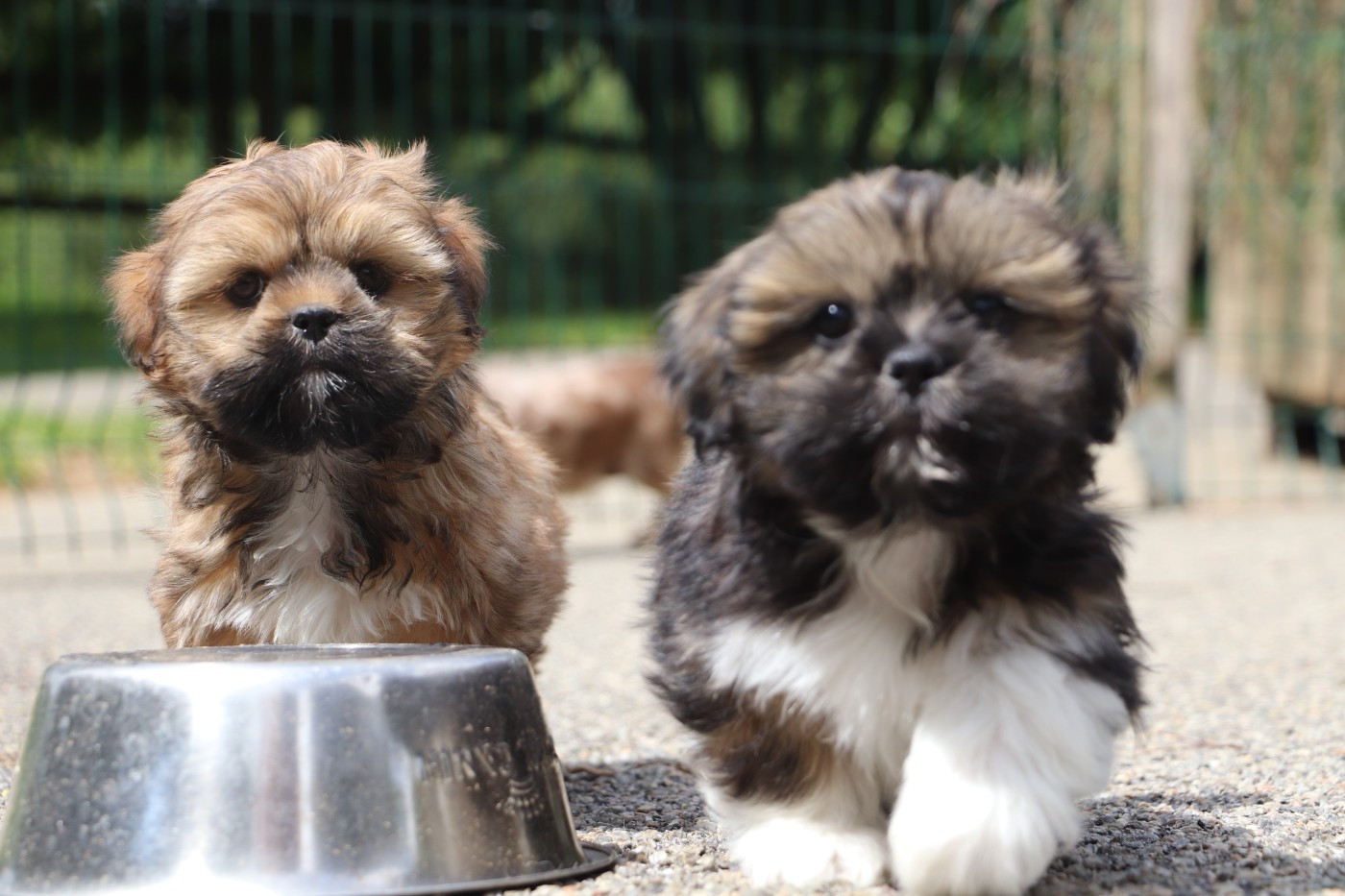 Chiot Lhassa Apso Der Lenn
