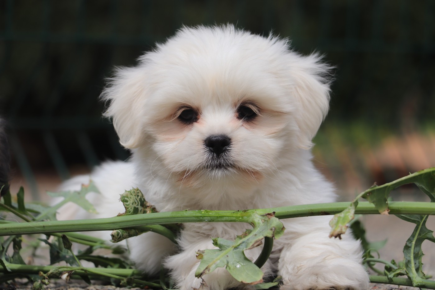 Der Lenn - Chiots disponibles - Lhassa Apso