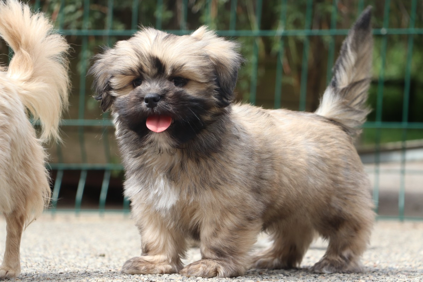 Der Lenn - Chiots disponibles - Lhassa Apso