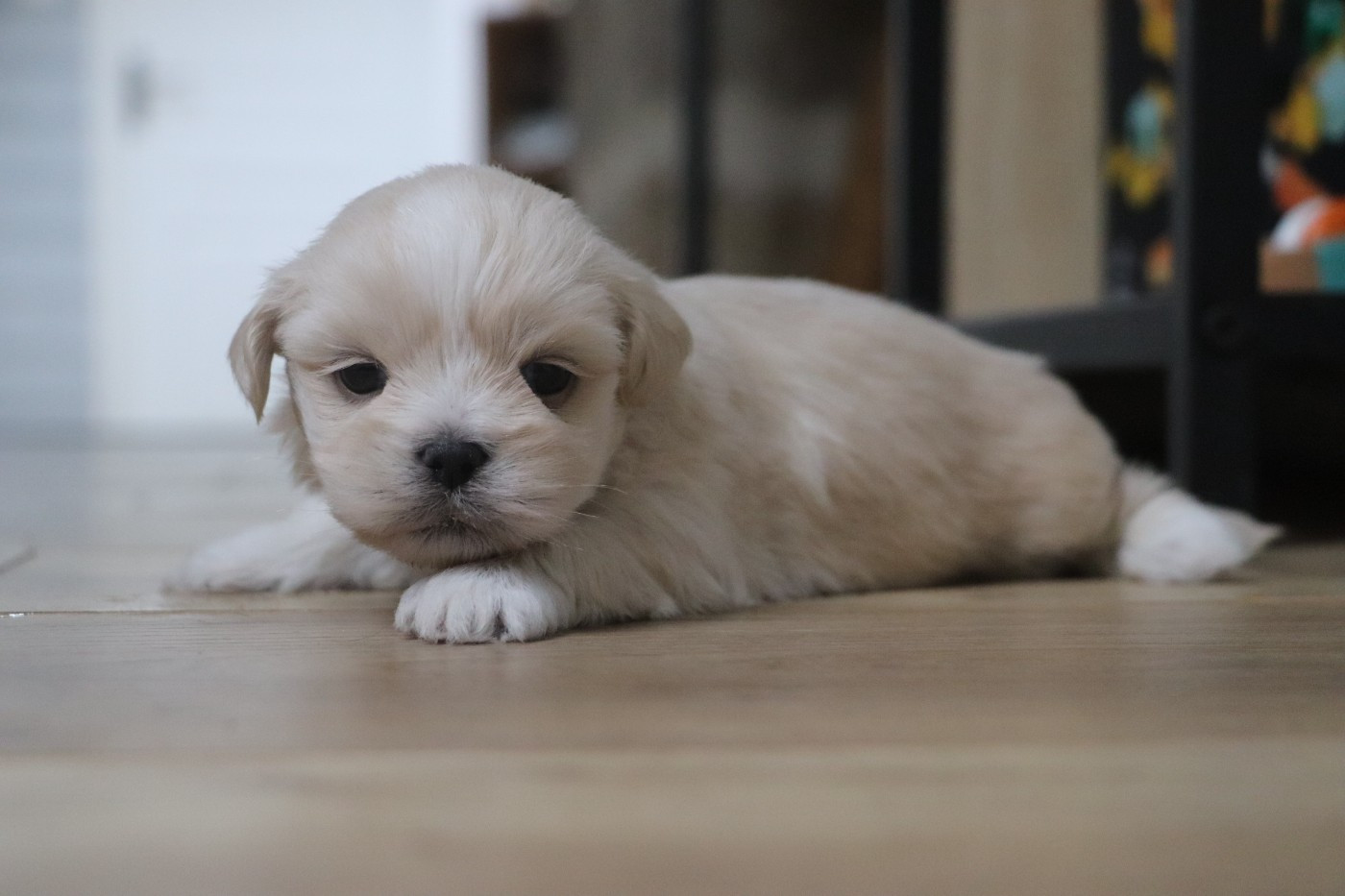 Der Lenn - Chiots disponibles - Lhassa Apso