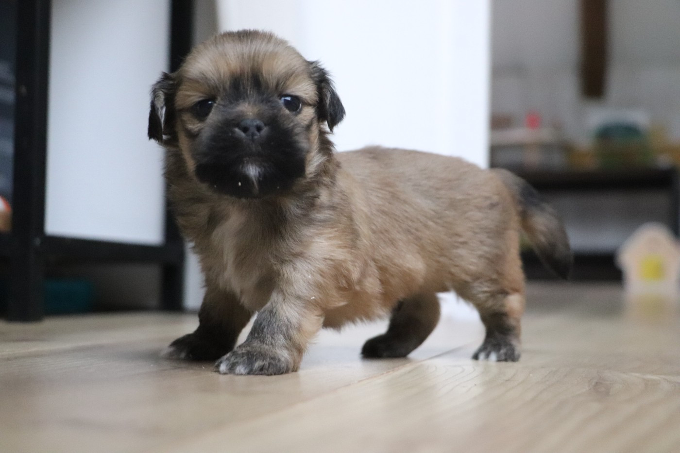 Der Lenn - Chiots disponibles - Lhassa Apso