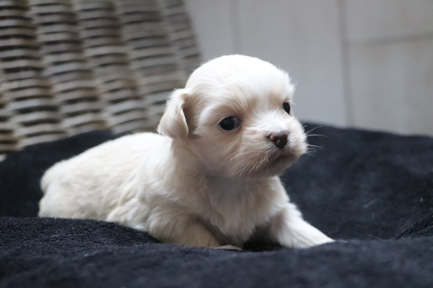 Der Lenn - Chiots disponibles - Lhassa Apso