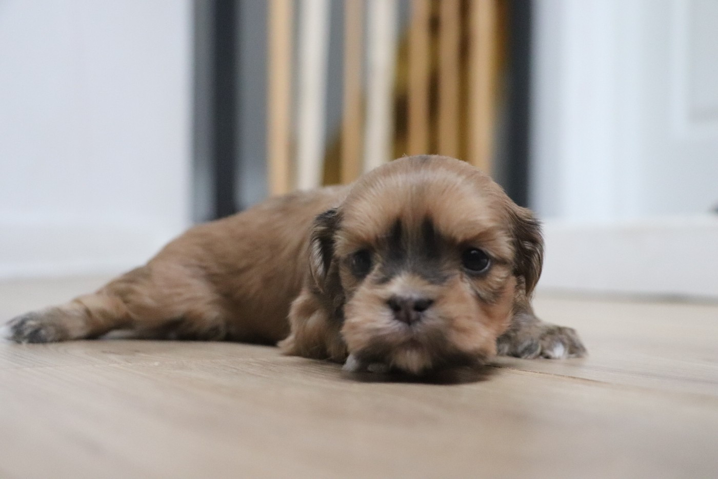 Der Lenn - Chiots disponibles - Lhassa Apso