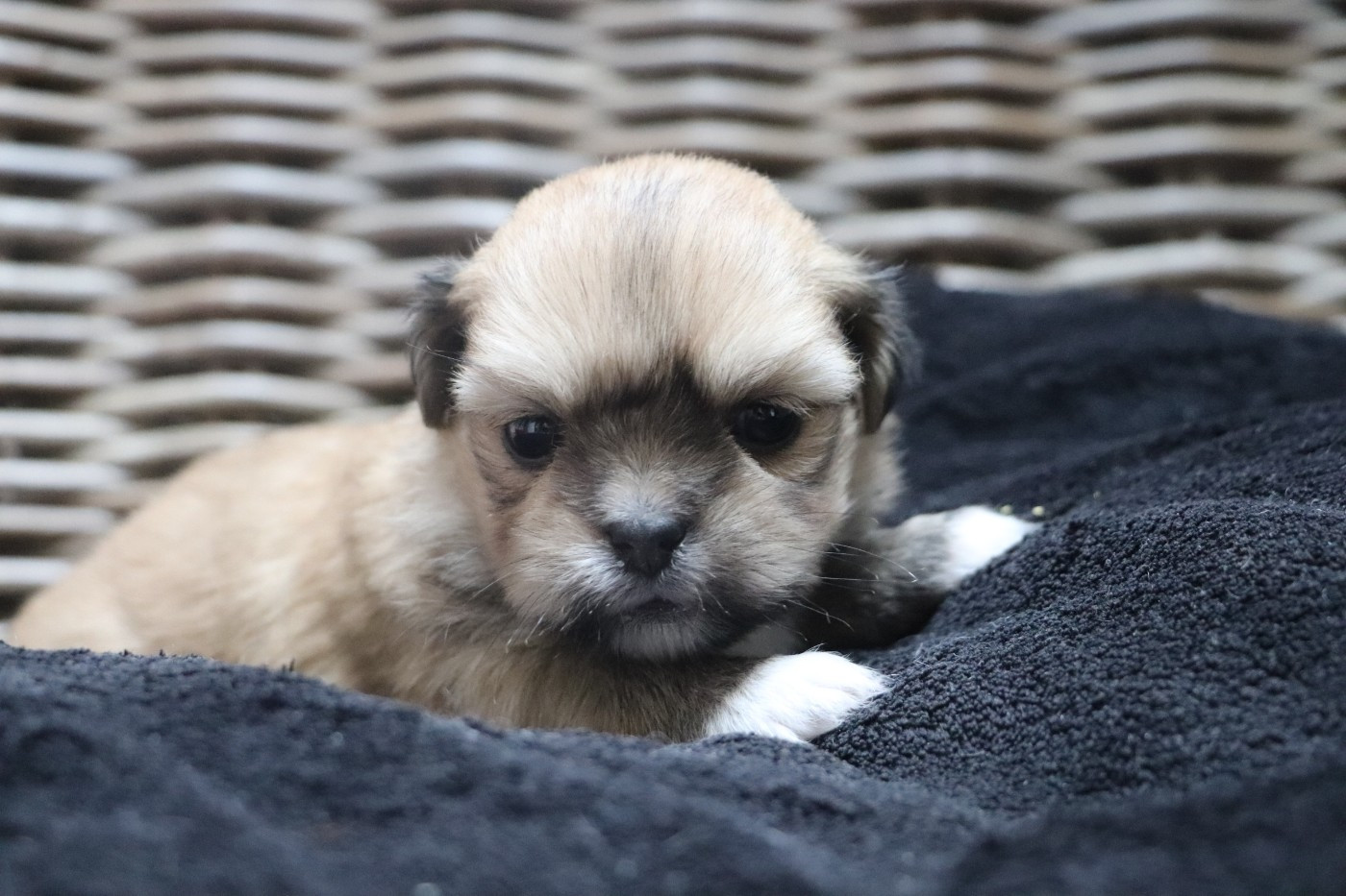 Der Lenn - Chiots disponibles - Lhassa Apso