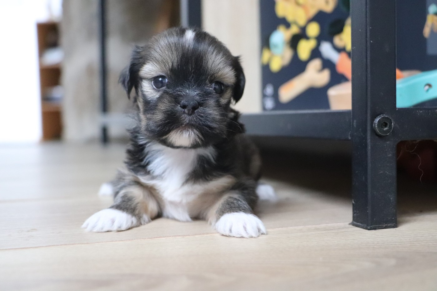 Der Lenn - Chiots disponibles - Lhassa Apso