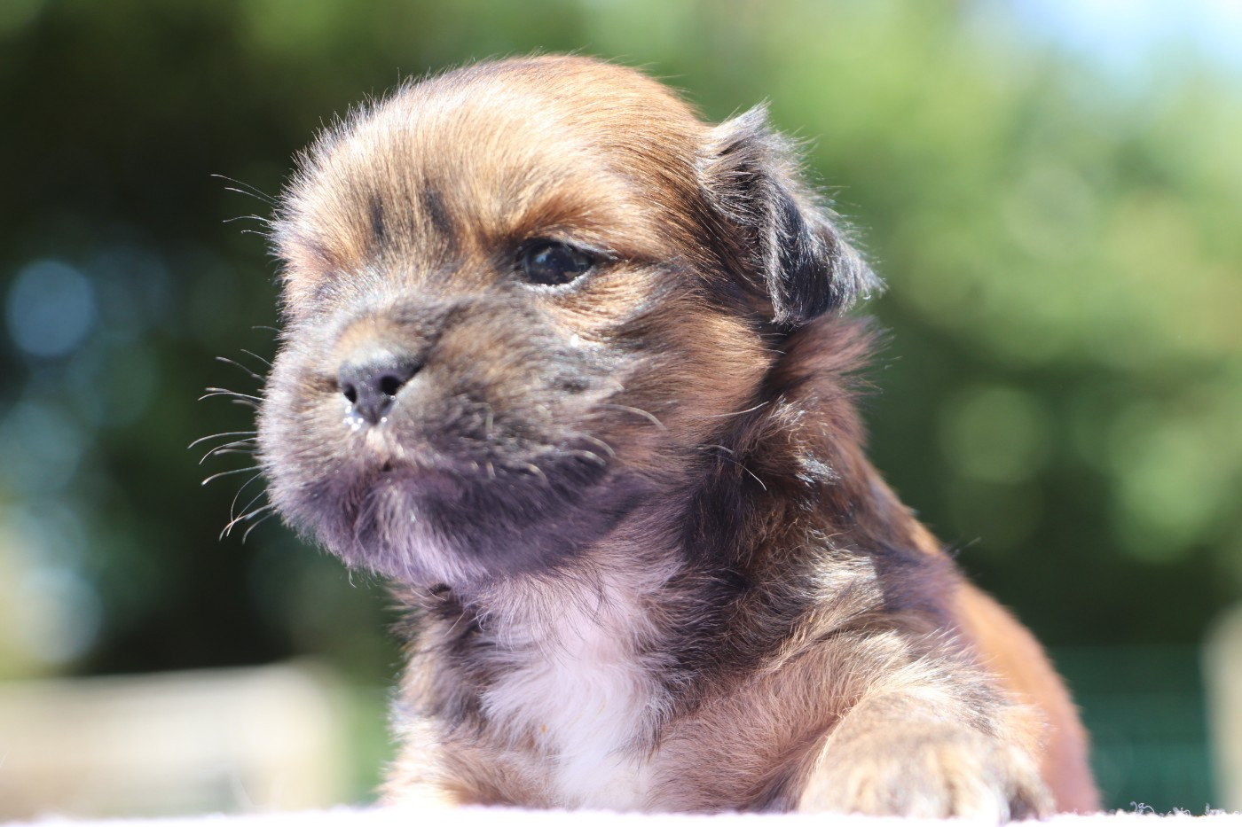 Der Lenn - Chiots disponibles - Lhassa Apso