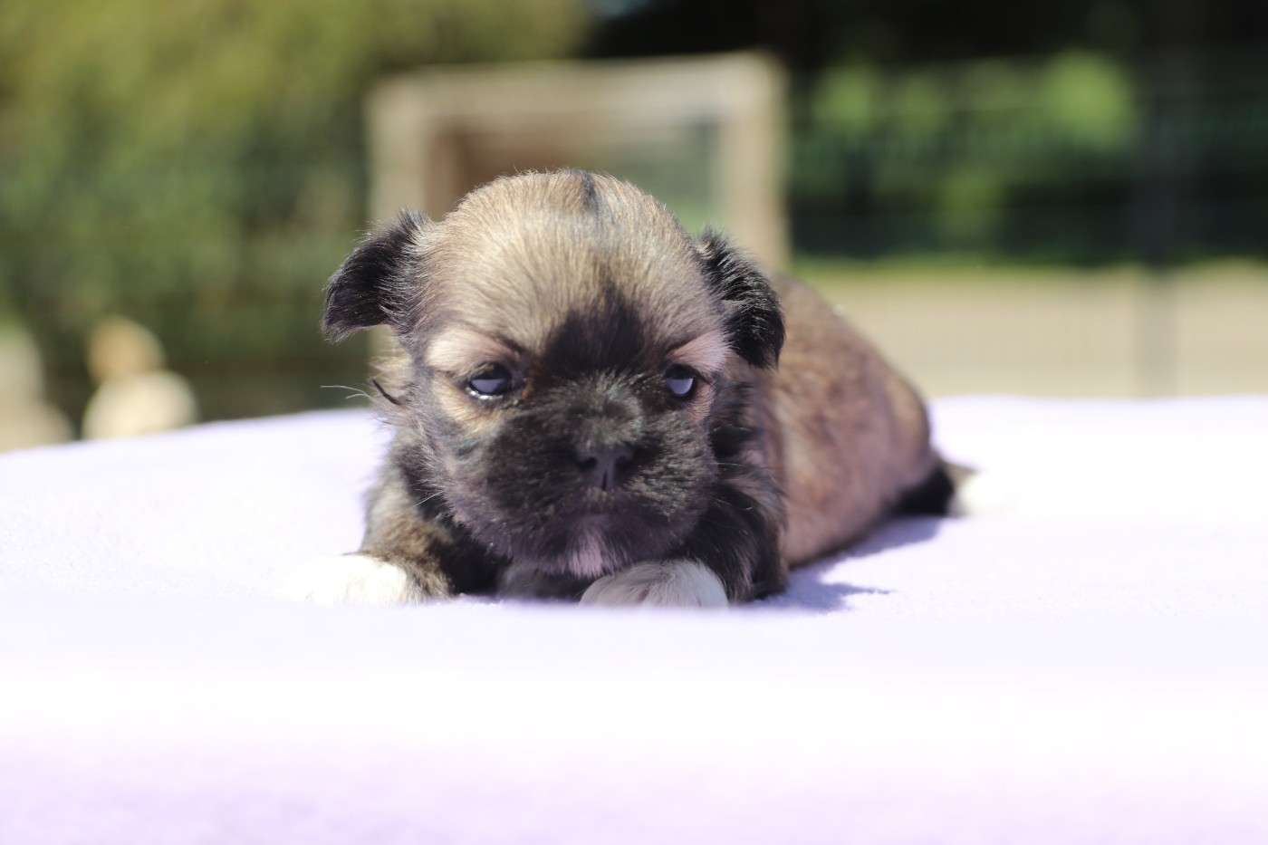 Der Lenn - Chiots disponibles - Lhassa Apso