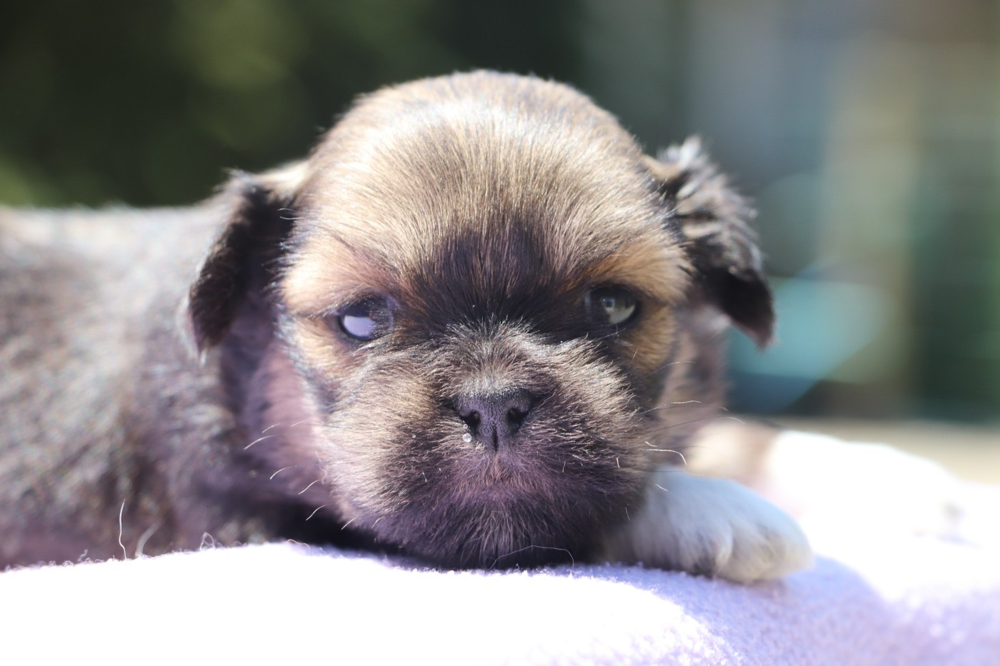 Der Lenn - Chiots disponibles - Lhassa Apso