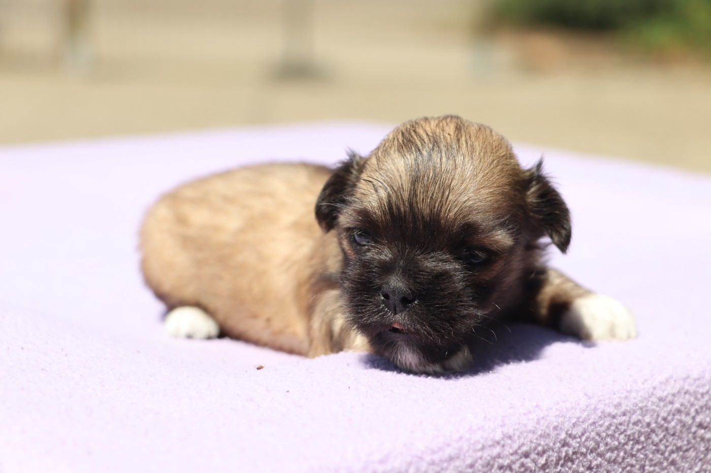 Der Lenn - Chiots disponibles - Lhassa Apso