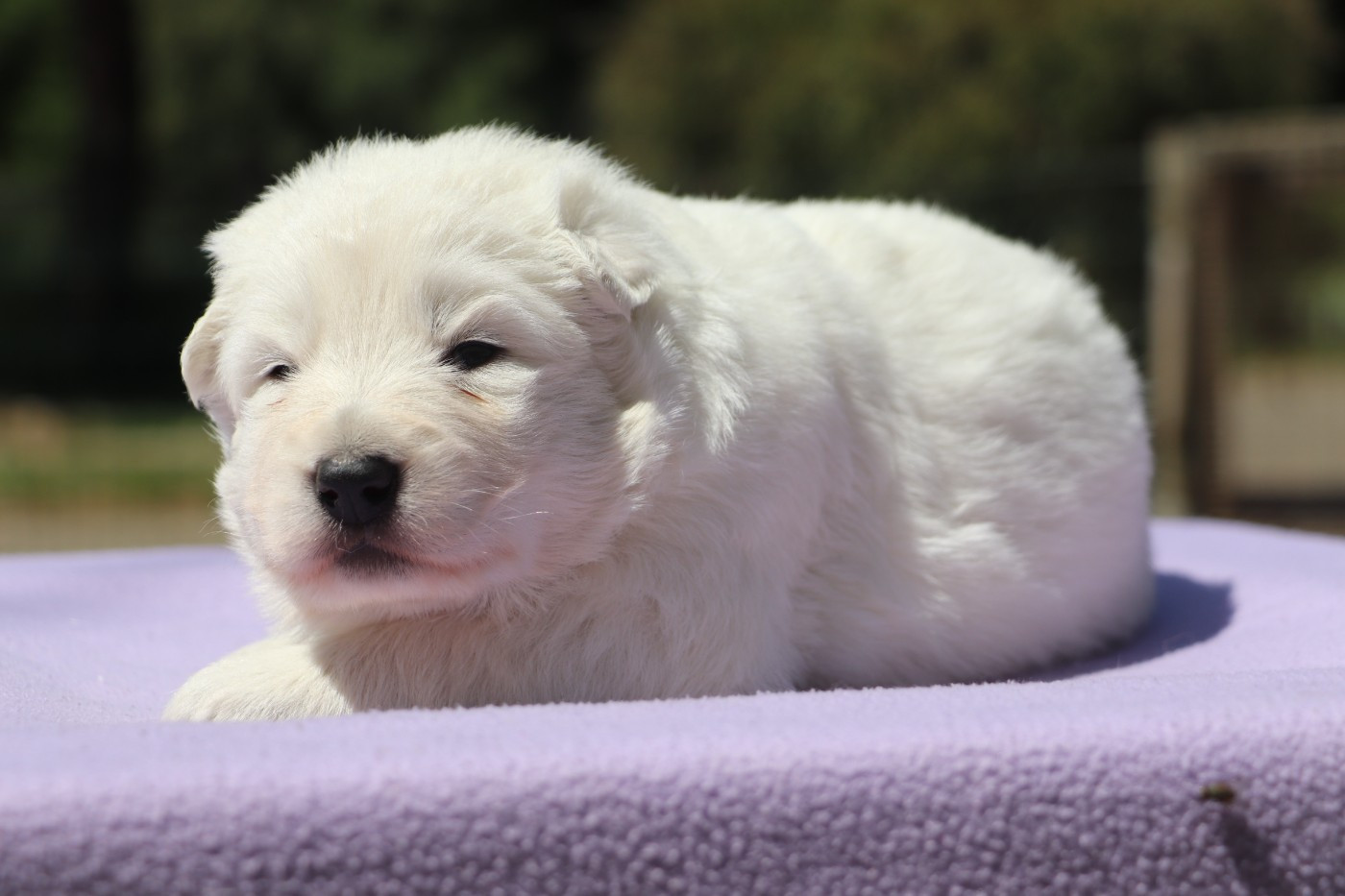 Der Lenn - Chiots disponibles - Berger Blanc Suisse