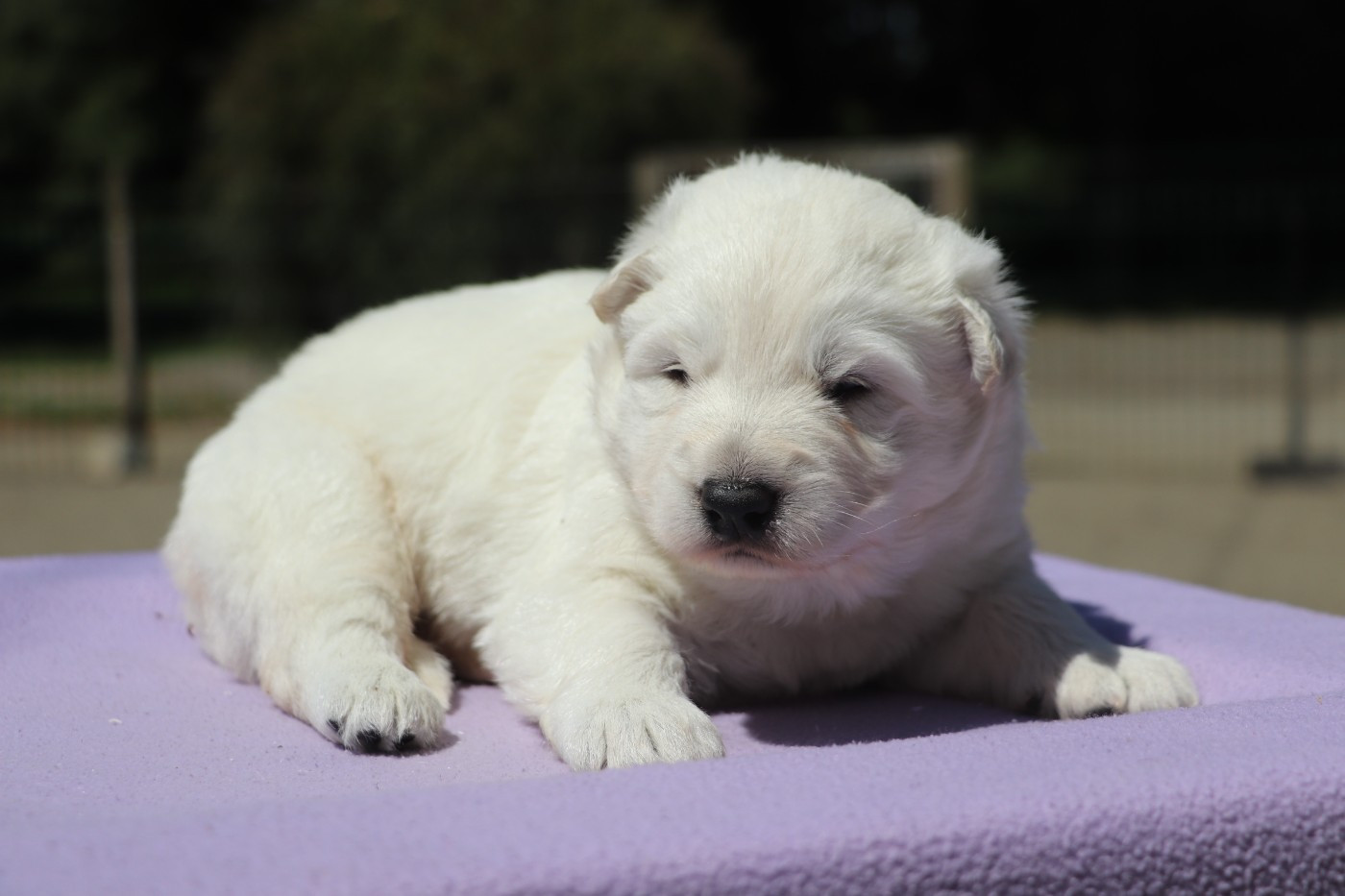 Der Lenn - Chiots disponibles - Berger Blanc Suisse