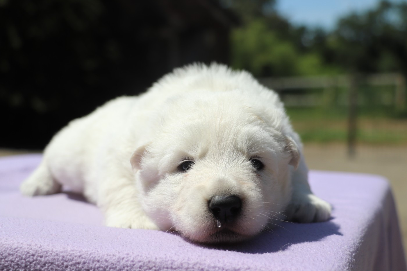 Der Lenn - Chiots disponibles - Berger Blanc Suisse