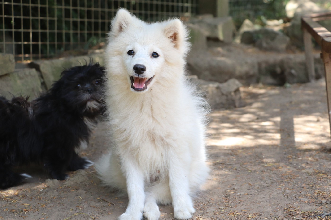 Der Lenn - Chiots disponibles - Spitz japonais