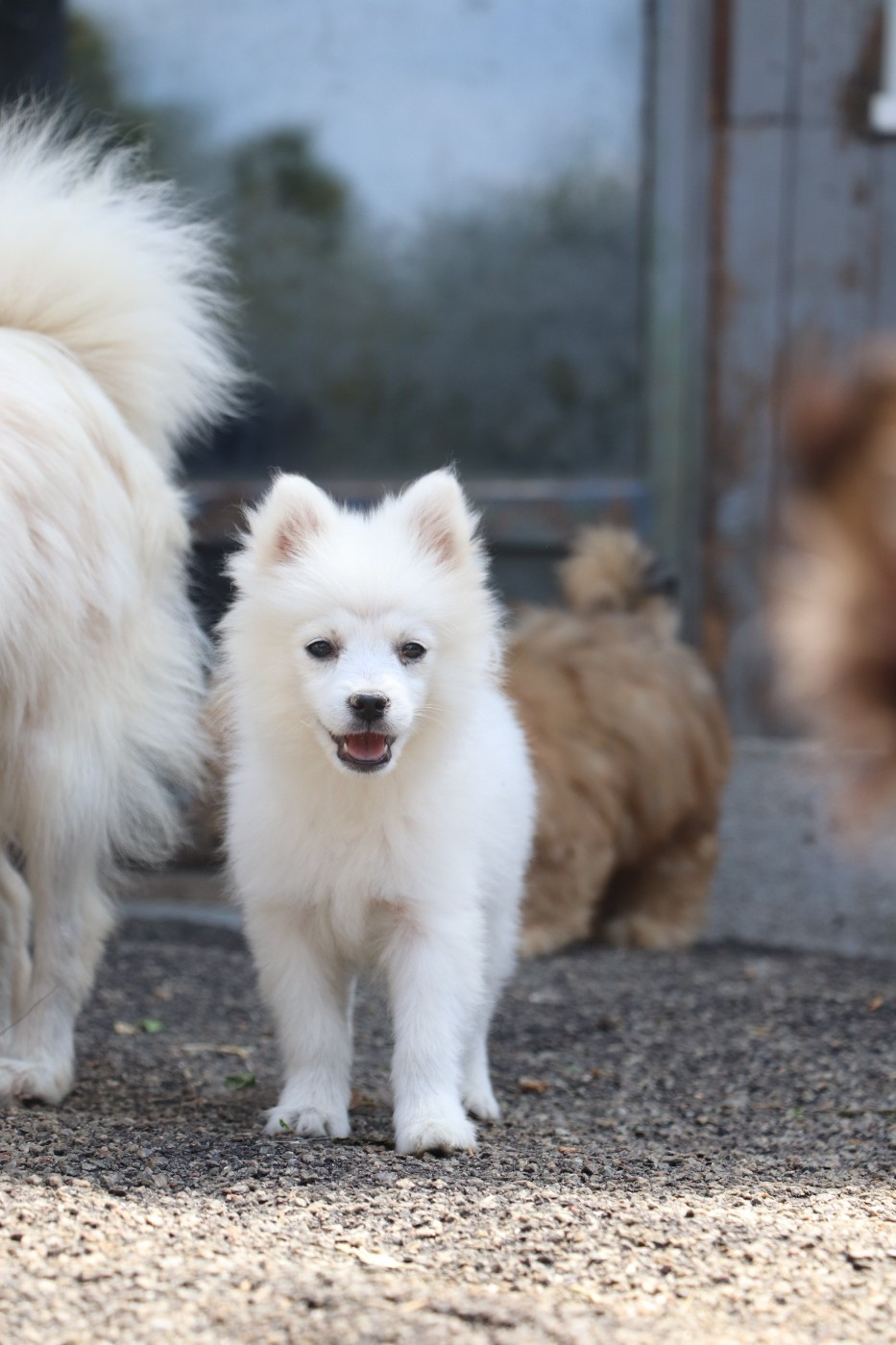 Der Lenn - Chiots disponibles - Spitz japonais