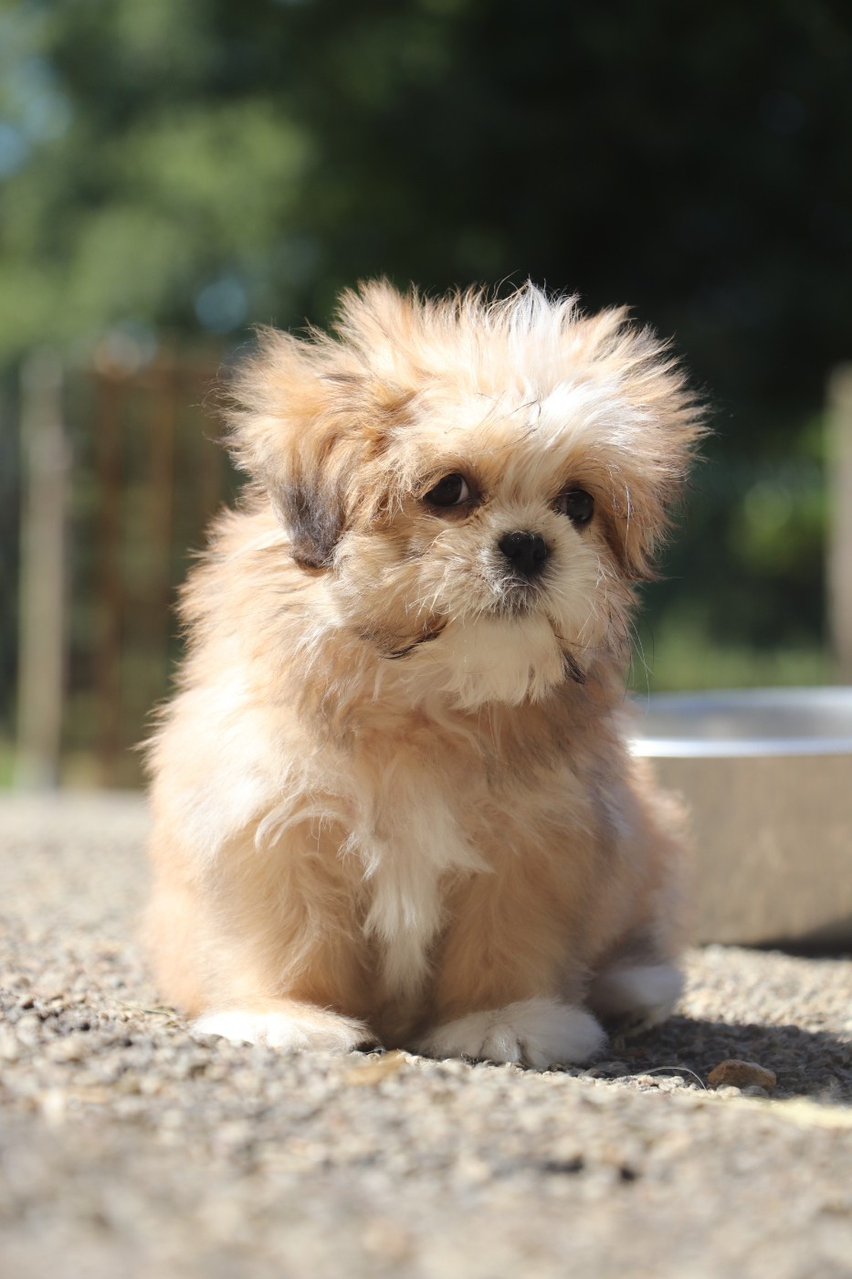 Der Lenn - Chiots disponibles - Lhassa Apso