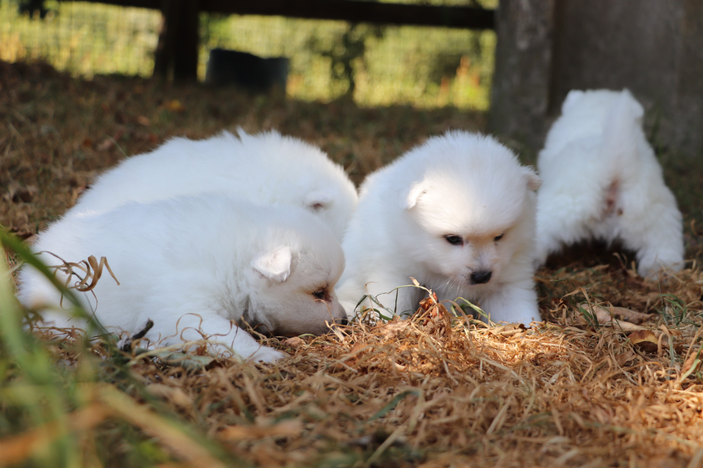 Chiot Spitz japonais Der Lenn