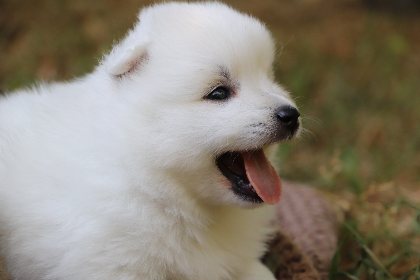 Der Lenn - Chiots disponibles - Spitz japonais