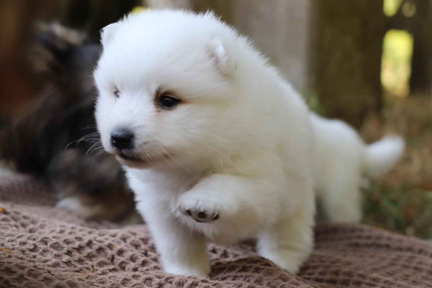 Der Lenn - Chiots disponibles - Spitz japonais