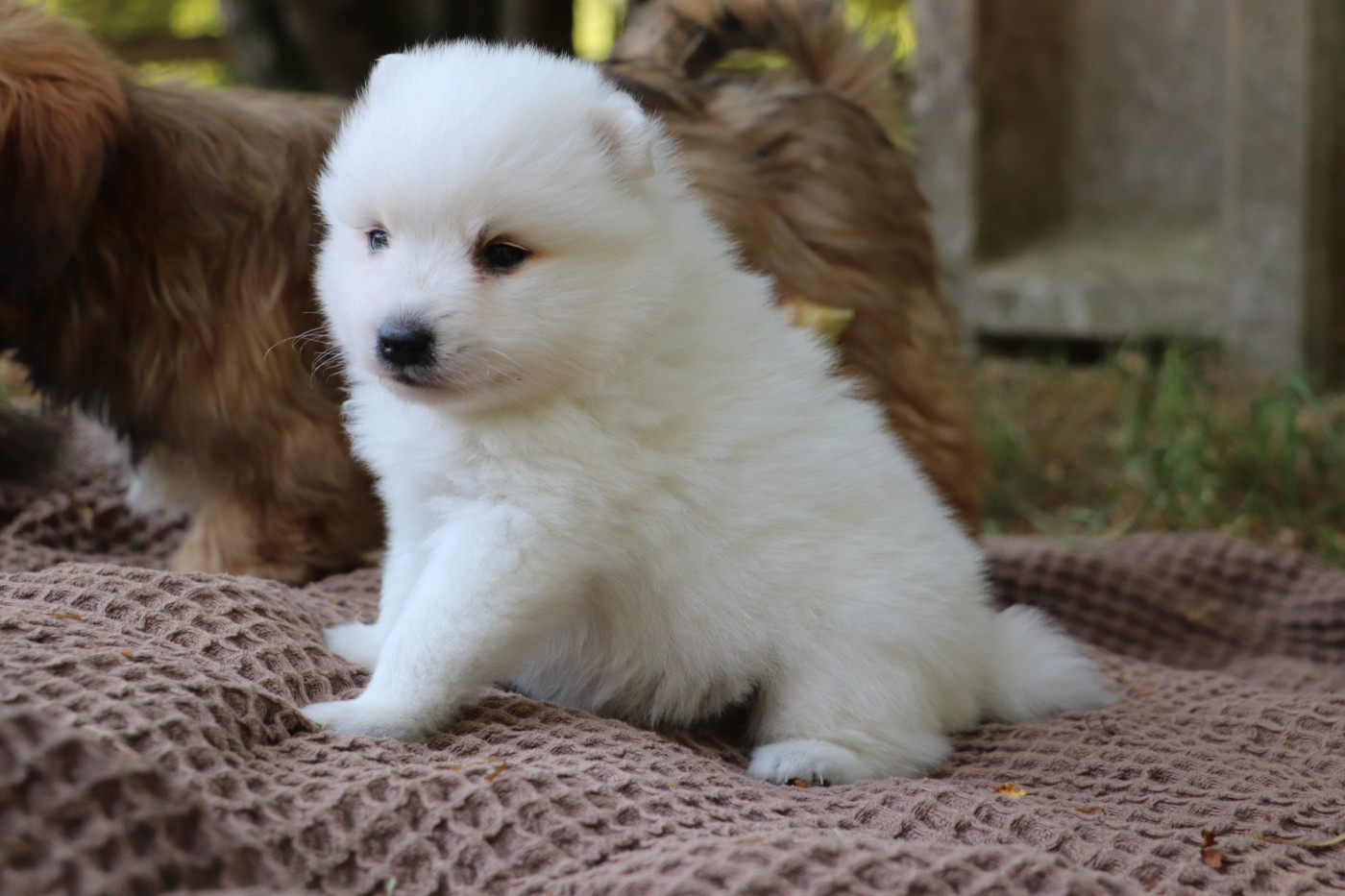 Der Lenn - Chiots disponibles - Spitz japonais