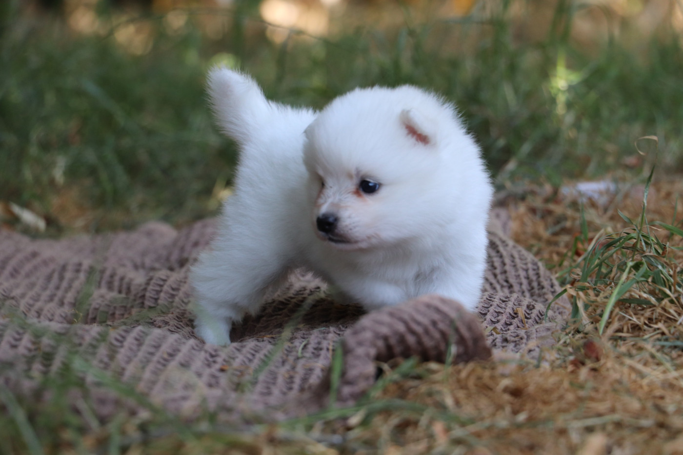 Der Lenn - Chiots disponibles - Spitz japonais