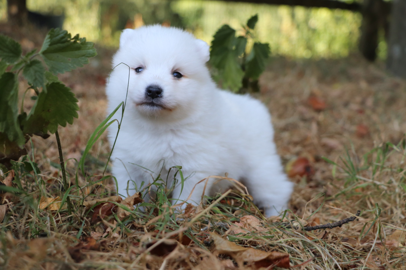 Der Lenn - Chiots disponibles - Spitz japonais