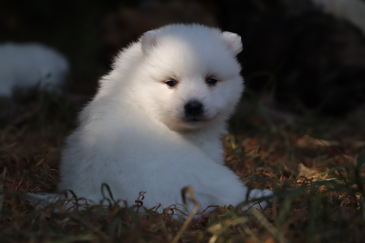 Der Lenn - Chiots disponibles - Spitz japonais