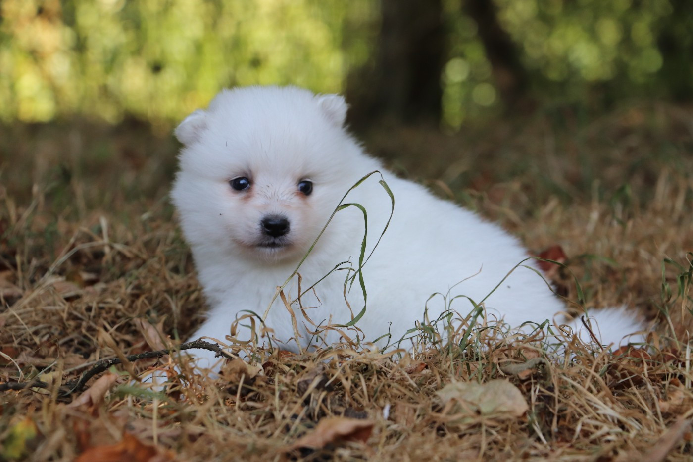 Der Lenn - Chiots disponibles - Spitz japonais