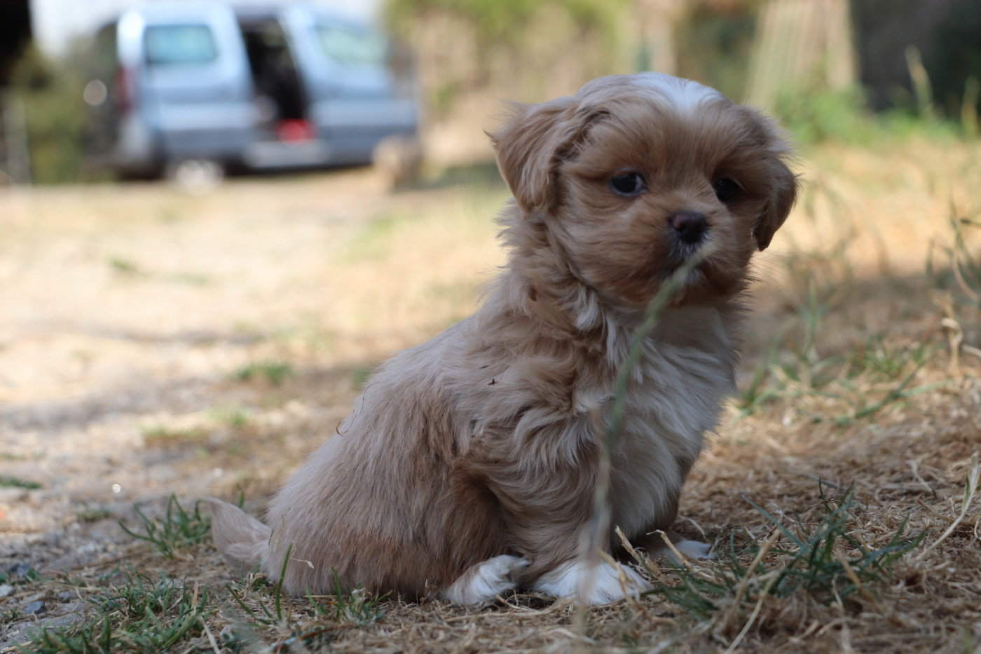 Der Lenn - Chiots disponibles - Lhassa Apso