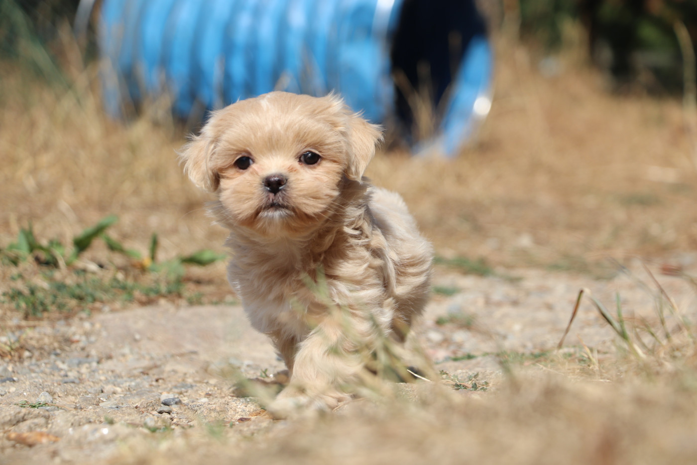 Der Lenn - Chiots disponibles - Lhassa Apso