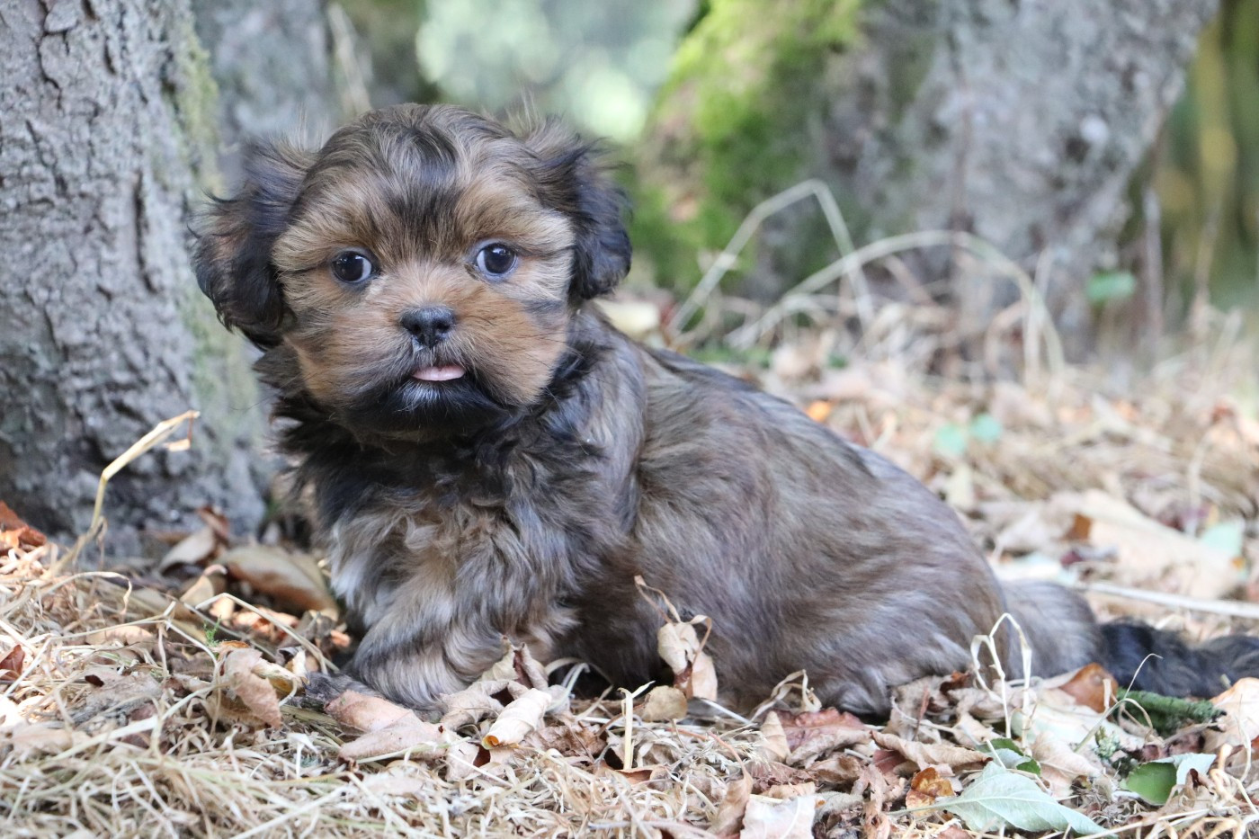 Der Lenn - Chiots disponibles - Lhassa Apso