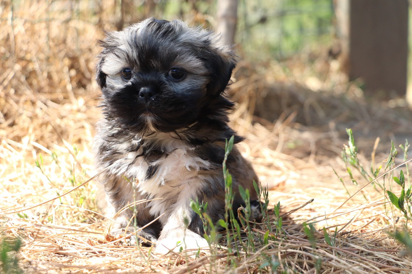 Der Lenn - Chiots disponibles - Lhassa Apso