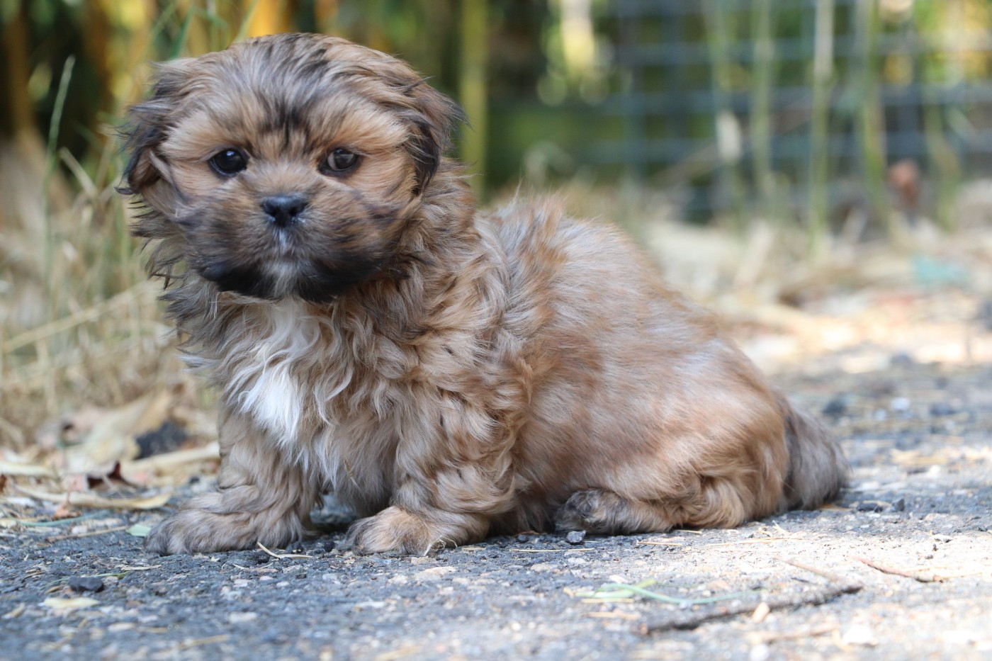 Der Lenn - Chiots disponibles - Lhassa Apso