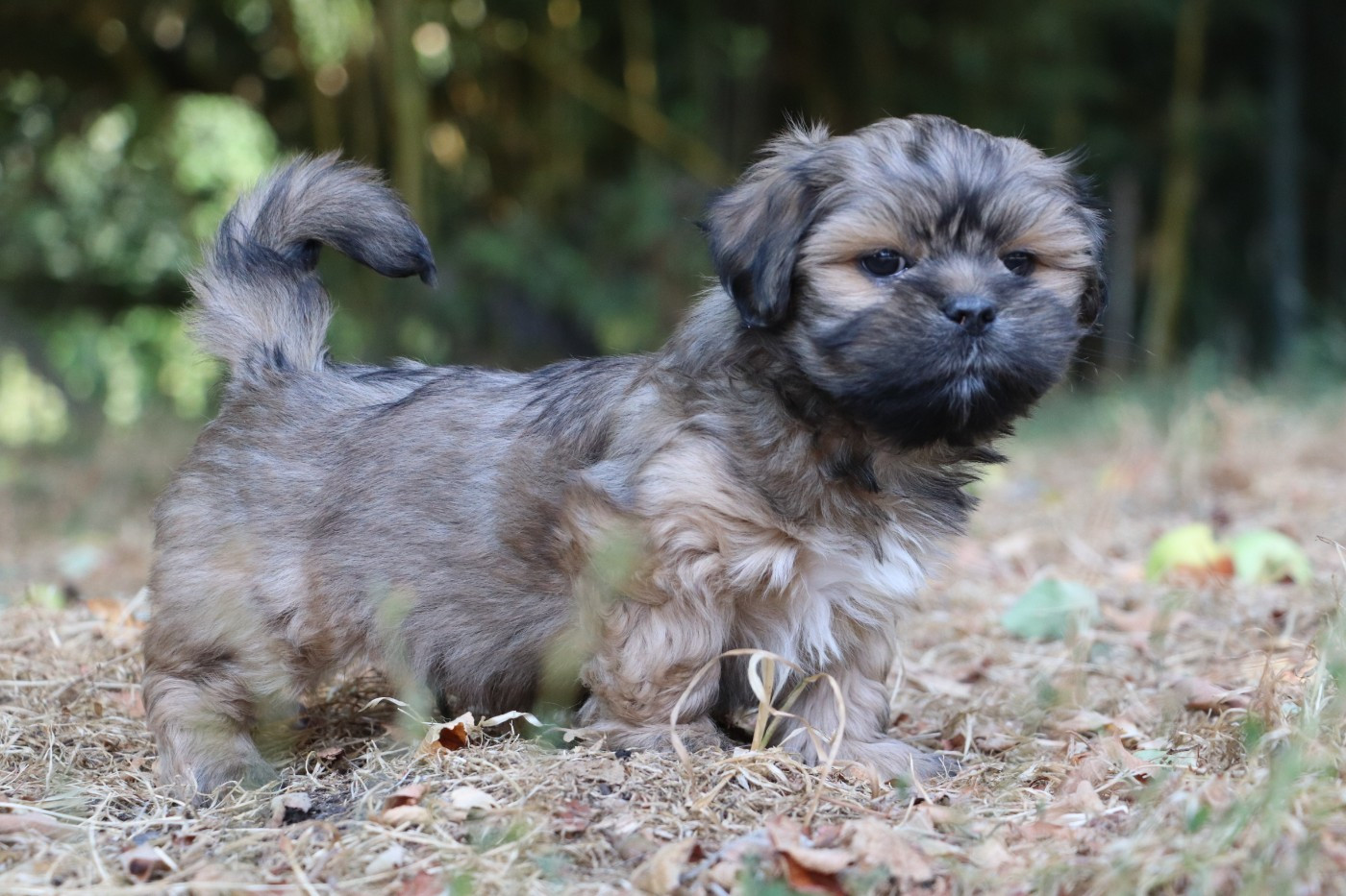 Der Lenn - Chiots disponibles - Lhassa Apso