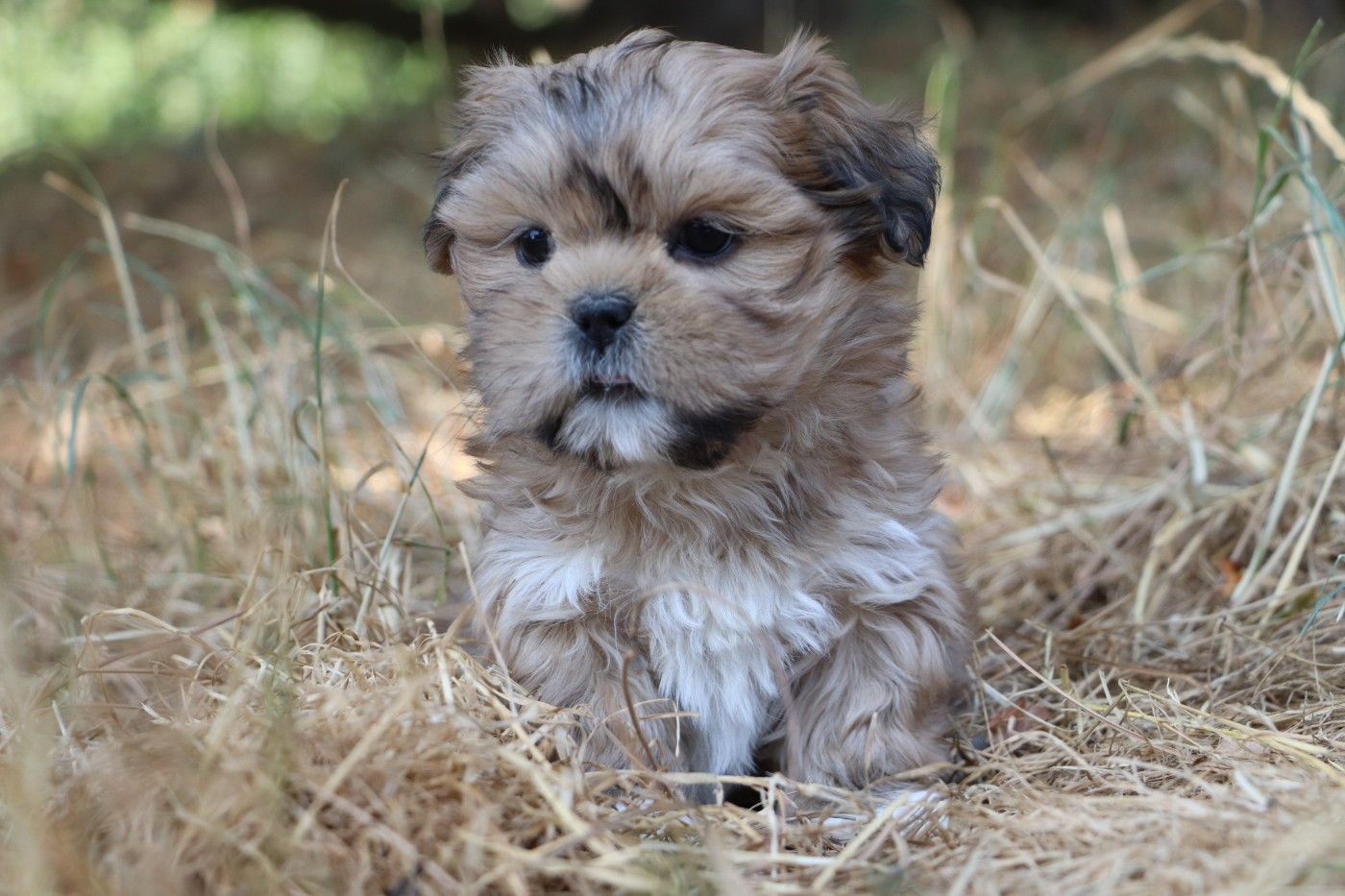 Der Lenn - Chiots disponibles - Lhassa Apso