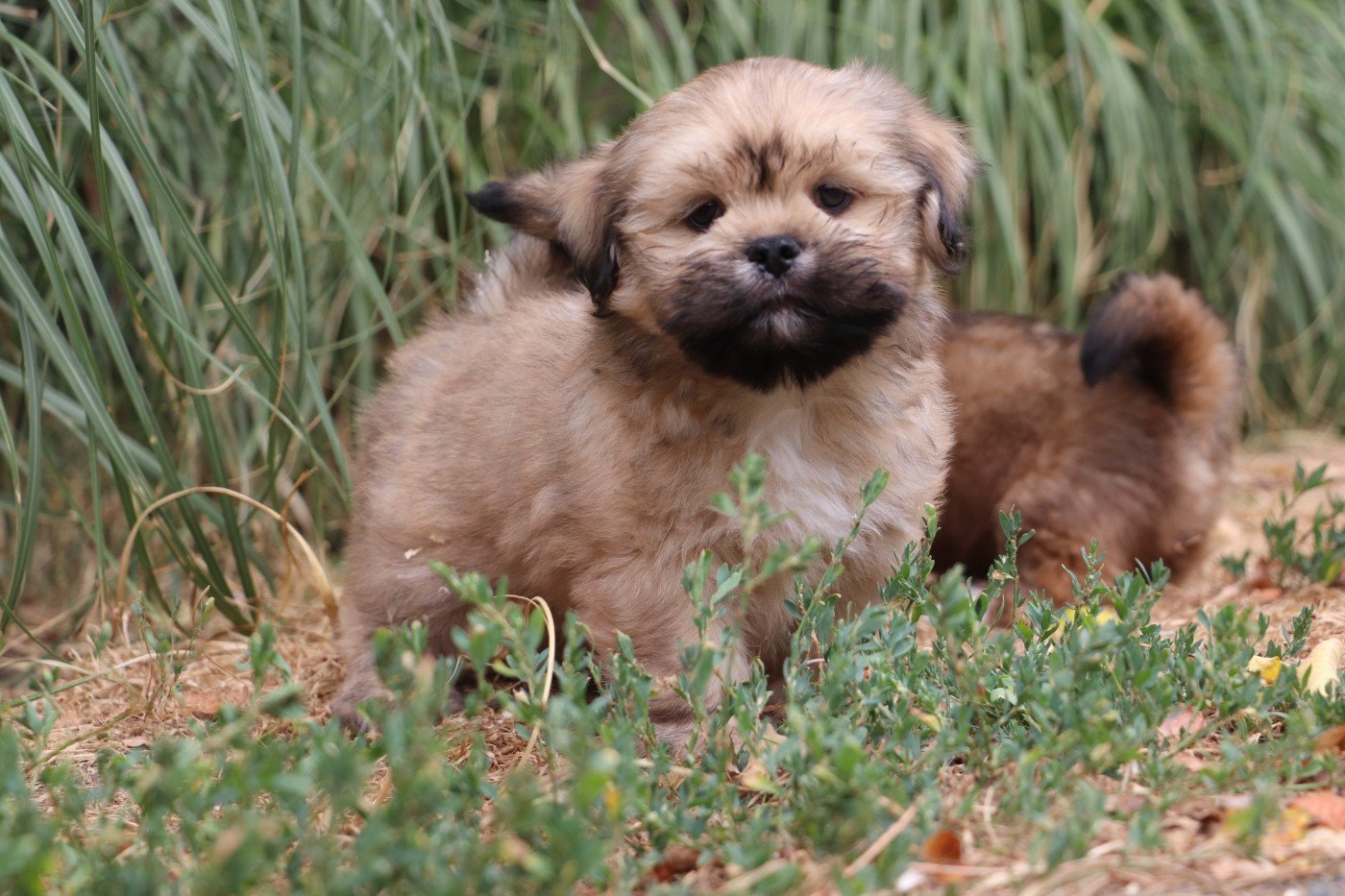 Der Lenn - Chiots disponibles - Lhassa Apso