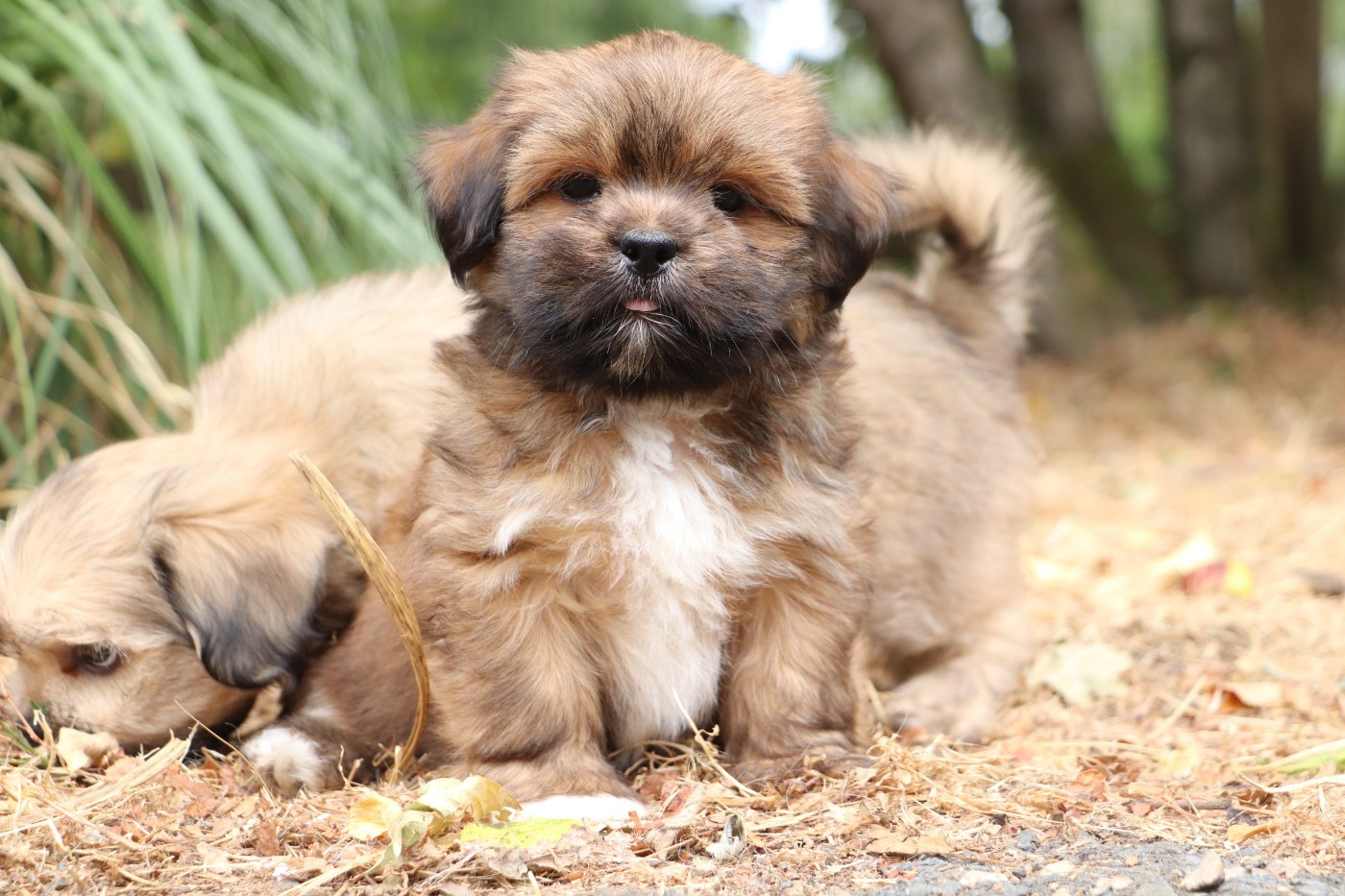Der Lenn - Chiots disponibles - Lhassa Apso