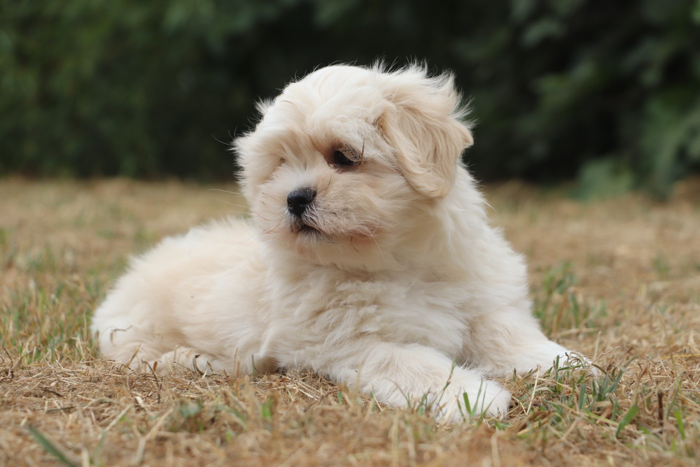 Der Lenn - Chiots disponibles - Lhassa Apso