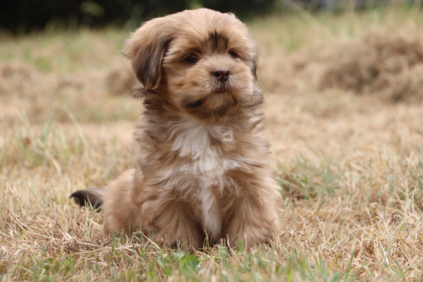 Der Lenn - Chiots disponibles - Lhassa Apso
