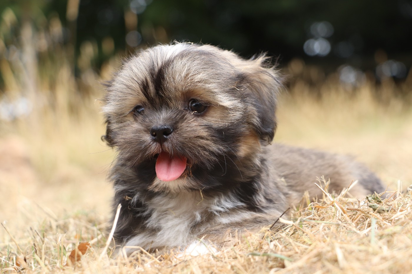 Der Lenn - Chiots disponibles - Lhassa Apso