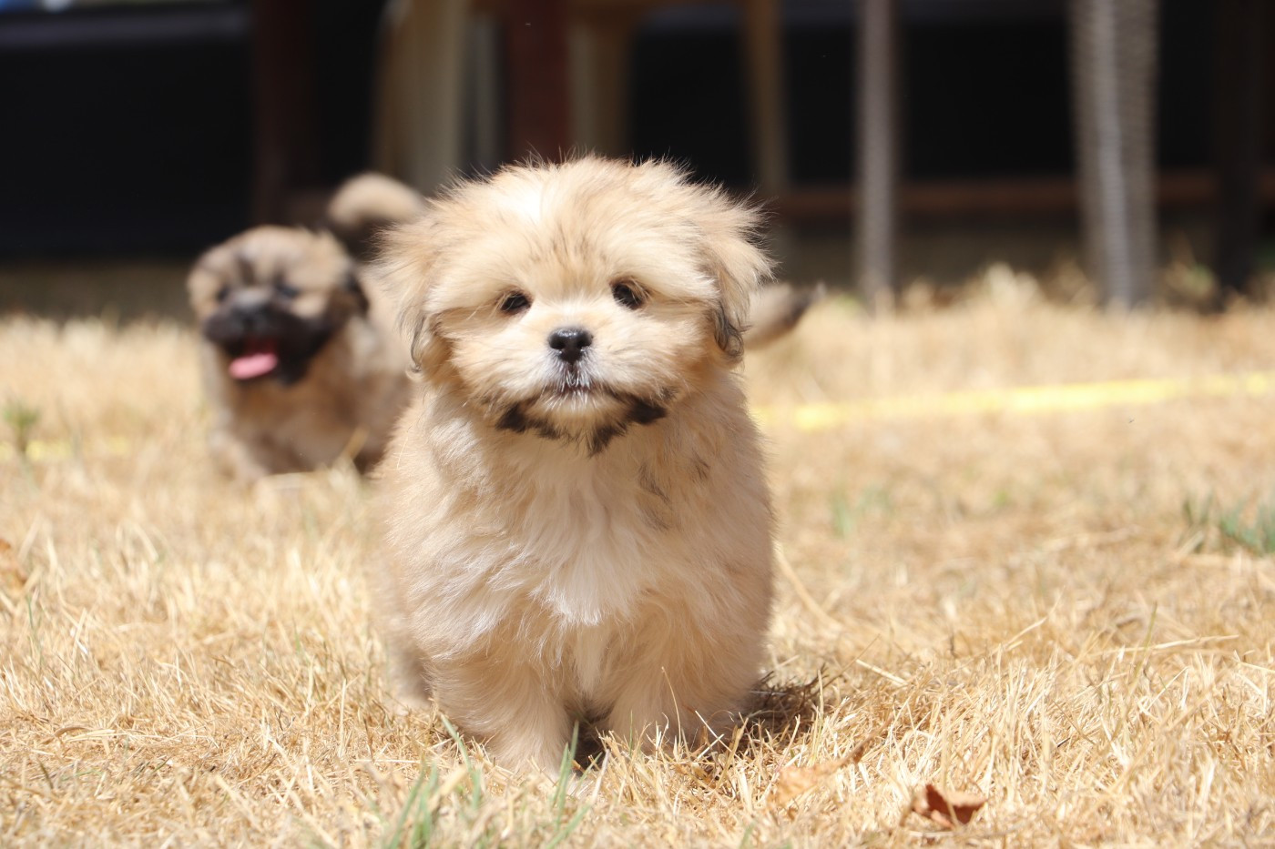 Der Lenn - Chiots disponibles - Lhassa Apso