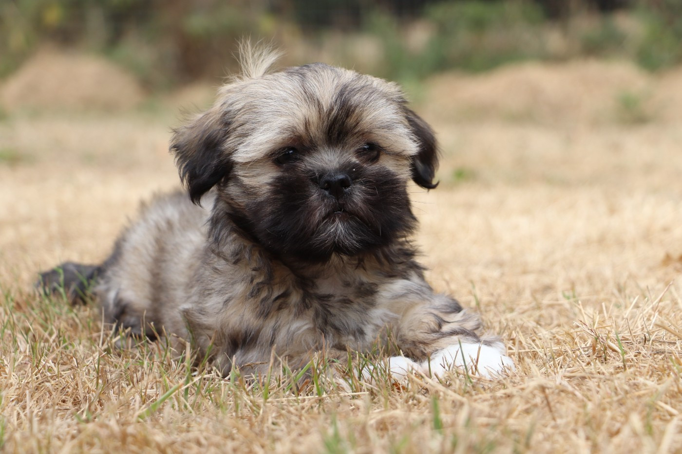 Der Lenn - Chiots disponibles - Lhassa Apso