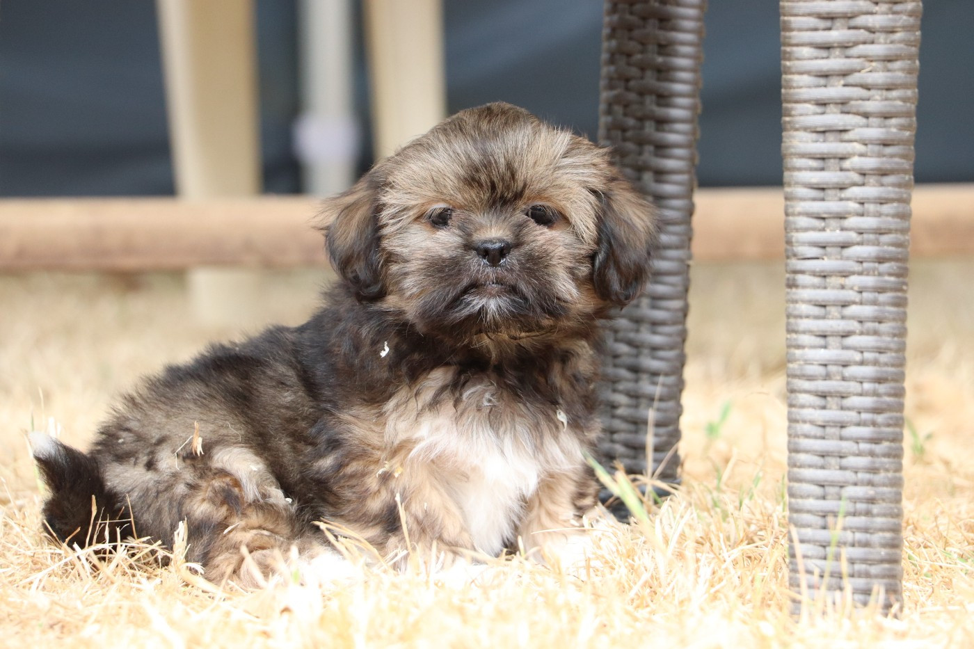 Der Lenn - Chiots disponibles - Lhassa Apso