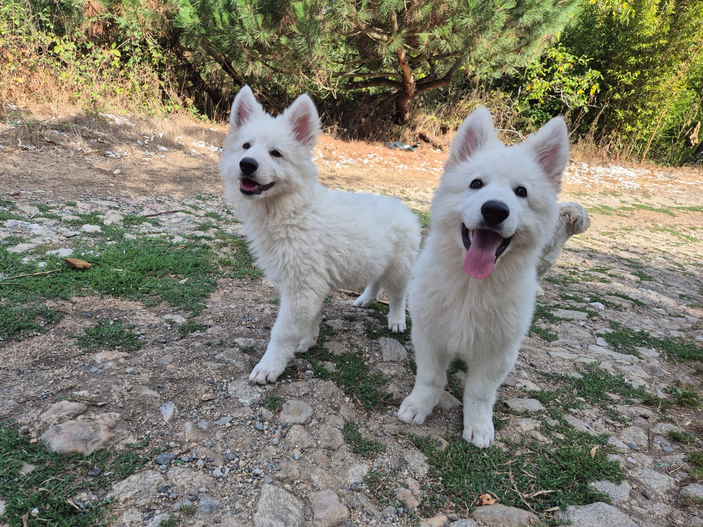 Der Lenn - Chiots disponibles - Berger Blanc Suisse