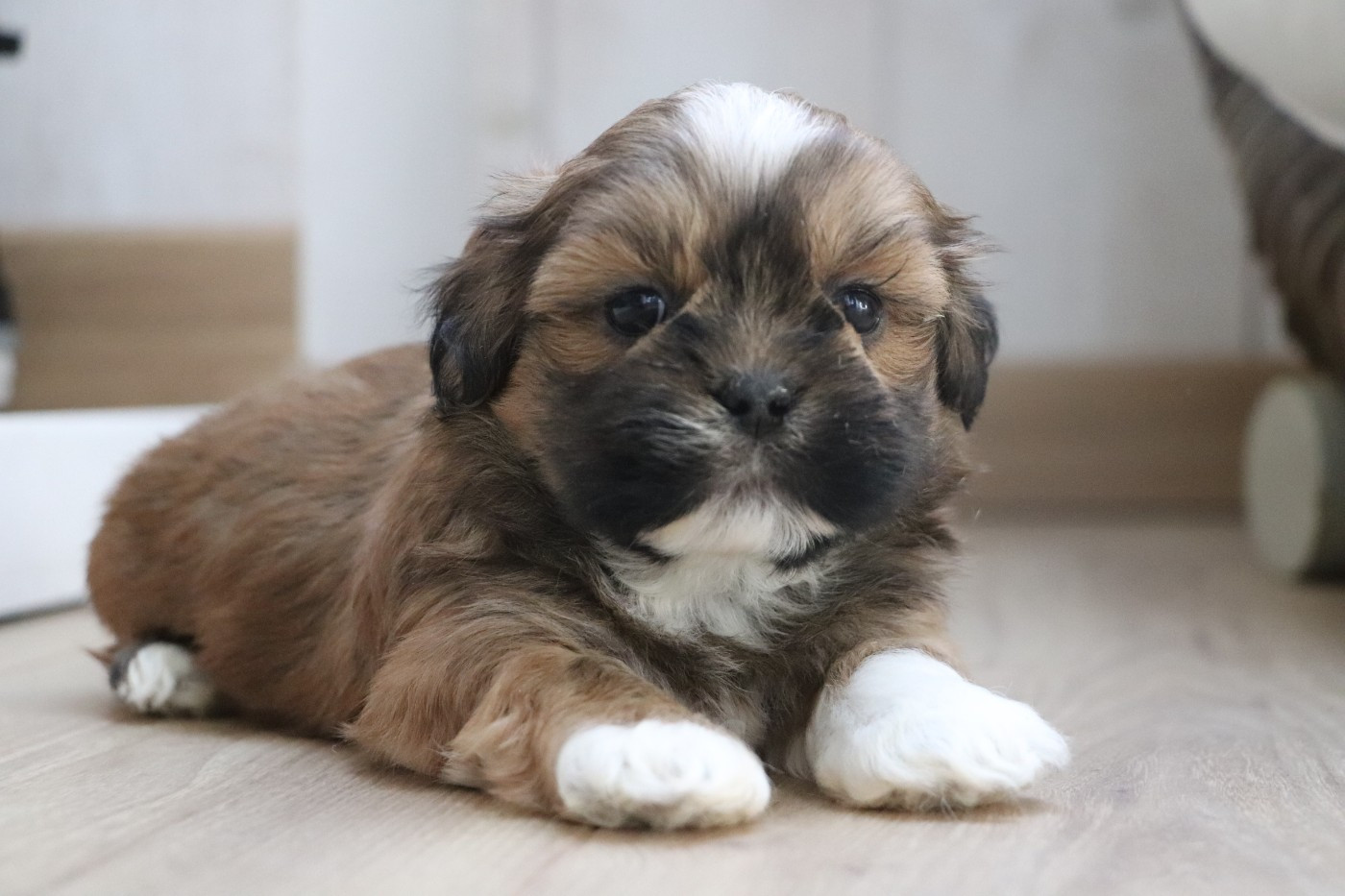 Der Lenn - Chiots disponibles - Lhassa Apso