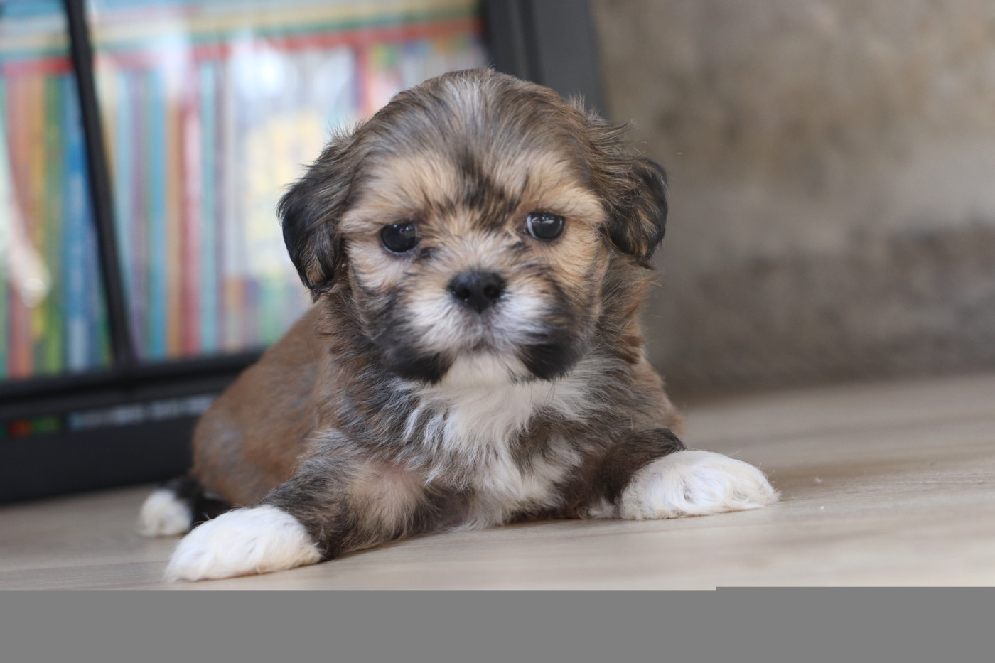 Der Lenn - Chiots disponibles - Lhassa Apso