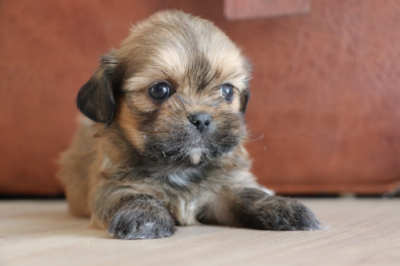 Der Lenn - Chiots disponibles - Lhassa Apso