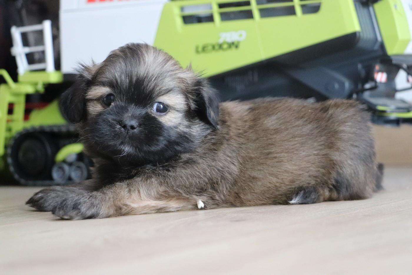 Der Lenn - Chiots disponibles - Lhassa Apso