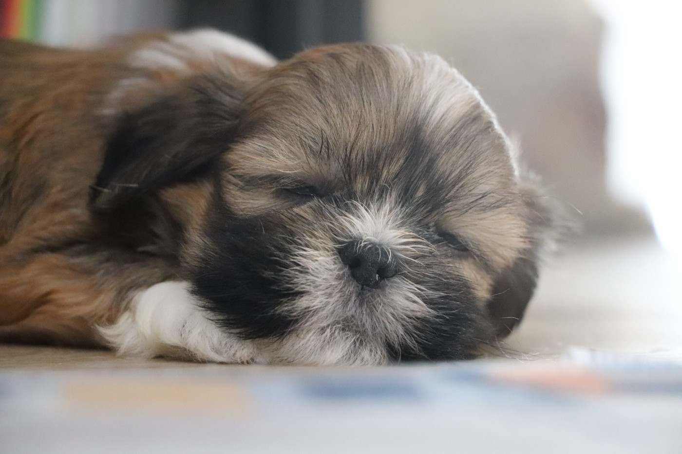Der Lenn - Chiots disponibles - Lhassa Apso